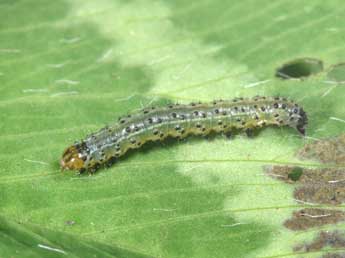  Chenille de Pyrrhia umbra Hfn. - ©Philippe Mothiron