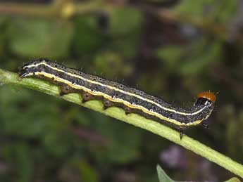  Chenille de Pyrrhia umbra Hfn. - ©Philippe Mothiron