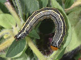  Chenille de Pyrrhia umbra Hfn. - ©Philippe Mothiron