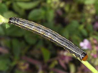  Chenille de Pyrrhia umbra Hfn. - ©Philippe Mothiron