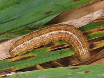  Chenille de Apamea unanimis Hb. - ©Wolfgang Wagner, www.pyrgus.de