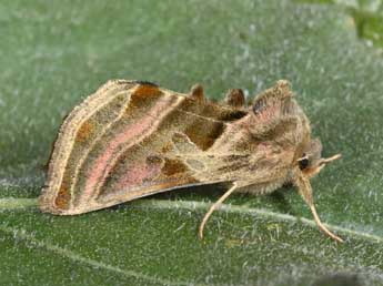 Euchalcia variabilis P. & M. adulte - Philippe Mothiron