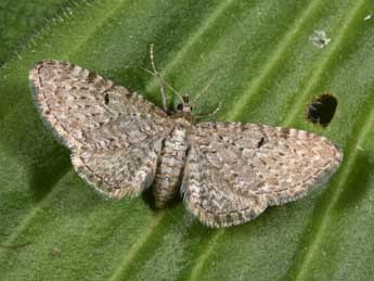 Eupithecia veratraria Grasl. adulte - ©Philippe Mothiron