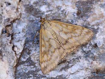 Sitochroa verticalis L. adulte - Lionel Taurand