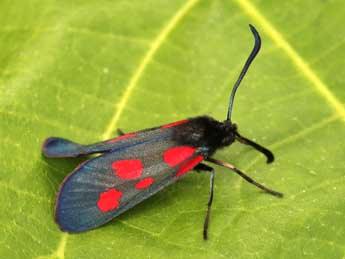 Zygaena viciae D. & S. adulte - ©Lionel Taurand