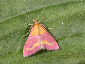 Pyrausta virginalis Dup. adulte - Philippe Mothiron