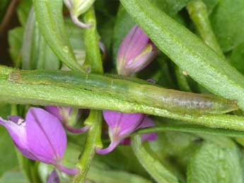  Chenille de Phytometra viridaria Cl. - Wolfgang Wagner, www.pyrgus.de