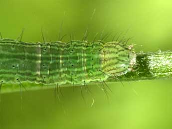  Chenille de Phytometra viridaria Cl. - Wolfgang Wagner, www.pyrgus.de