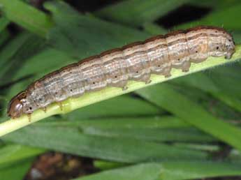  Chenille de Mythimna vitellina Hb. - Wolfgang Wagner, www.pyrgus.de