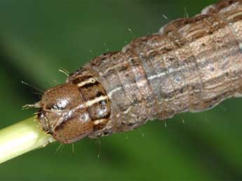  Chenille de Mythimna vitellina Hb. - ©Wolfgang Wagner, www.pyrgus.de