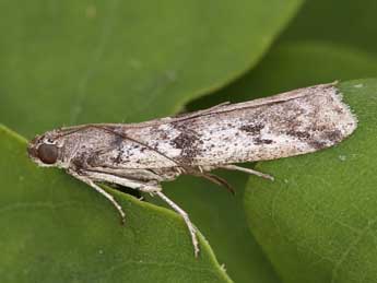 Ephestia welseriella Z. adulte - ©Lionel Taurand