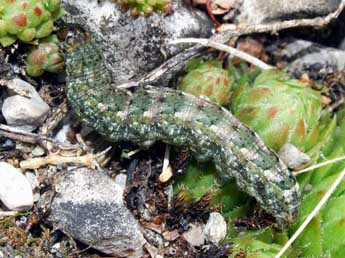  Chenille de Standfussiana wiskotti Stdf. - ©Helmut Deutsch