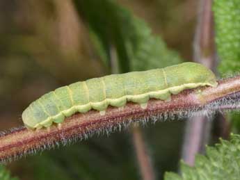  Chenille de Polymixis xanthomista Hb. - Philippe Mothiron