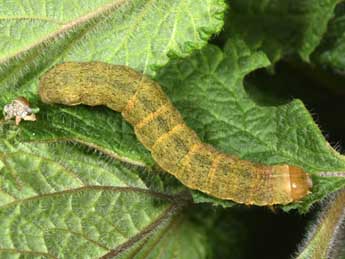  Chenille de Polymixis xanthomista Hb. - Philippe Mothiron