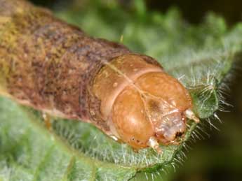  Chenille de Polymixis xanthomista Hb. - Philippe Mothiron