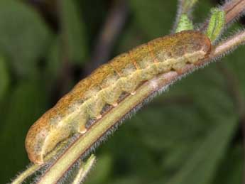  Chenille de Polymixis xanthomista Hb. - Philippe Mothiron