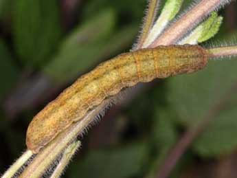  Chenille de Polymixis xanthomista Hb. - Philippe Mothiron