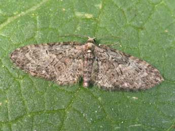 Eupithecia abbreviata Stph. adulte - ©Philippe Mothiron