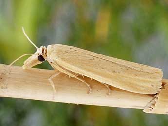 Coenochroa ablutella Z. adulte - Friedmar Graf