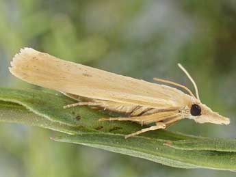 Coenochroa ablutella Z. adulte - ©Friedmar Graf