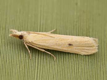 Coenochroa ablutella Z. adulte - Lionel Taurand