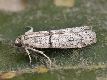 Cadra abstersella Z. adulte - ©Lionel Taurand