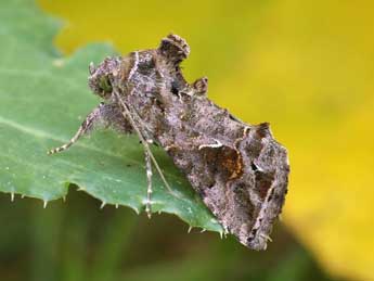 Ctenoplusia accentifera Lefebvre adulte - ©Lionel Taurand