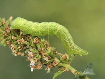  Chenille de Ctenoplusia accentifera Lefebvre - ©Lionel Taurand