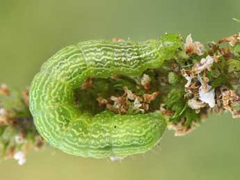  Chenille de Ctenoplusia accentifera Lefebvre - Lionel Taurand