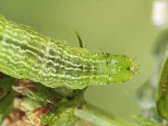  Chenille de Ctenoplusia accentifera Lefebvre - ©Lionel Taurand