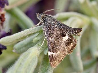 Pyrausta acontialis Stgr adulte - Lionel Taurand