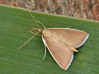 Sclerocona acutella Ev. adulte - ©Lionel Taurand