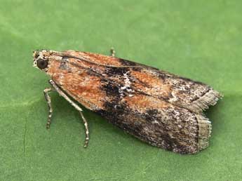 Sciota adelphella Fisch. adulte - ©Lionel Taurand