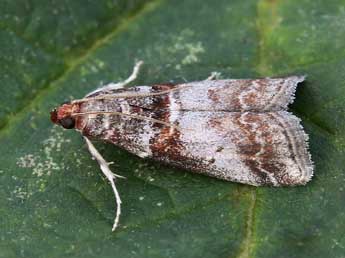 Acrobasis advenella Zck. adulte - Lionel Taurand