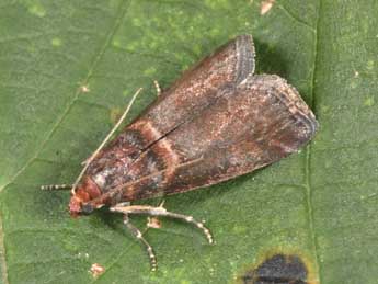 Acrobasis advenella Zck. adulte - Philippe Mothiron