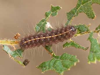  Chenille de Nola aerugula Hb. - Jeroen Voogd