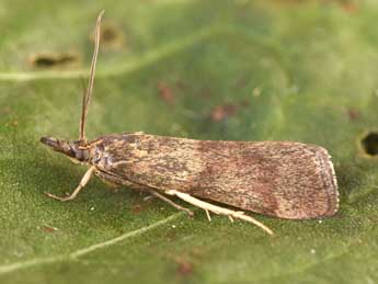 Hypochalcia ahenella D. & S. adulte - Philippe Mothiron