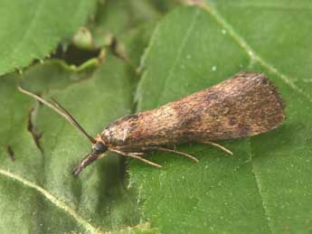 Hypochalcia ahenella D. & S. adulte - Philippe Mothiron