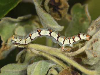  Chenille de Xanthodes albago F. - Philippe Mothiron