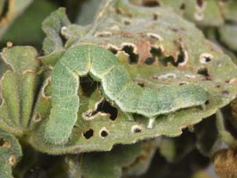  Chenille de Xanthodes albago F. - ©Philippe Mothiron