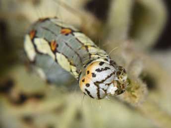  Chenille de Xanthodes albago F. - Philippe Mothiron