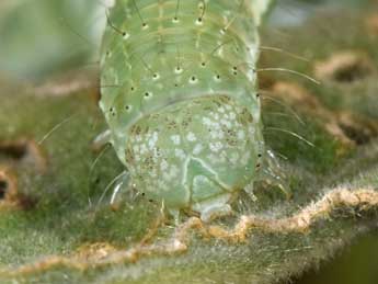  Chenille de Xanthodes albago F. - ©Philippe Mothiron