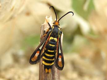 Bembecia albanensis Rbl adulte - Ruben Meert