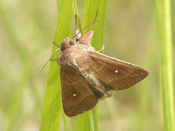 Mythimna albipuncta D. & S. adulte - Pascal Dereix