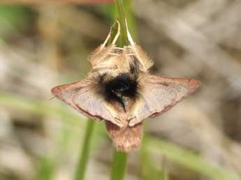 Mythimna albipuncta D. & S. adulte - Pascal Dereix