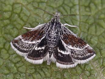 Atralata albofascialis Tr. adulte - ©Lionel Taurand