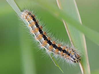  Chenille de Acronicta albovenosa Gze - ©Andr Prat