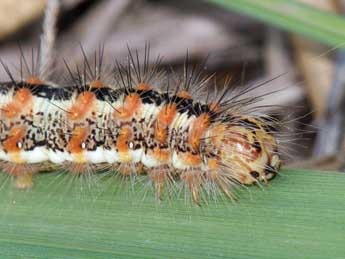  Chenille de Acronicta albovenosa Gze - ©Andr Prat