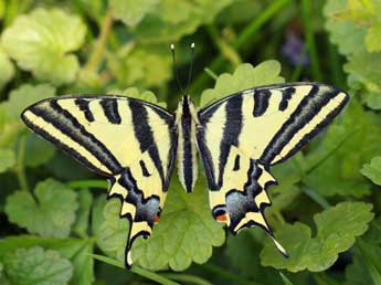 Papilio alexanor Esp. adulte - ©Daniel Morel