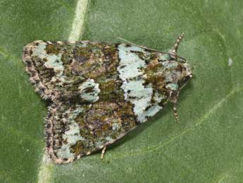 Cryphia algae F. adulte - Philippe Mothiron